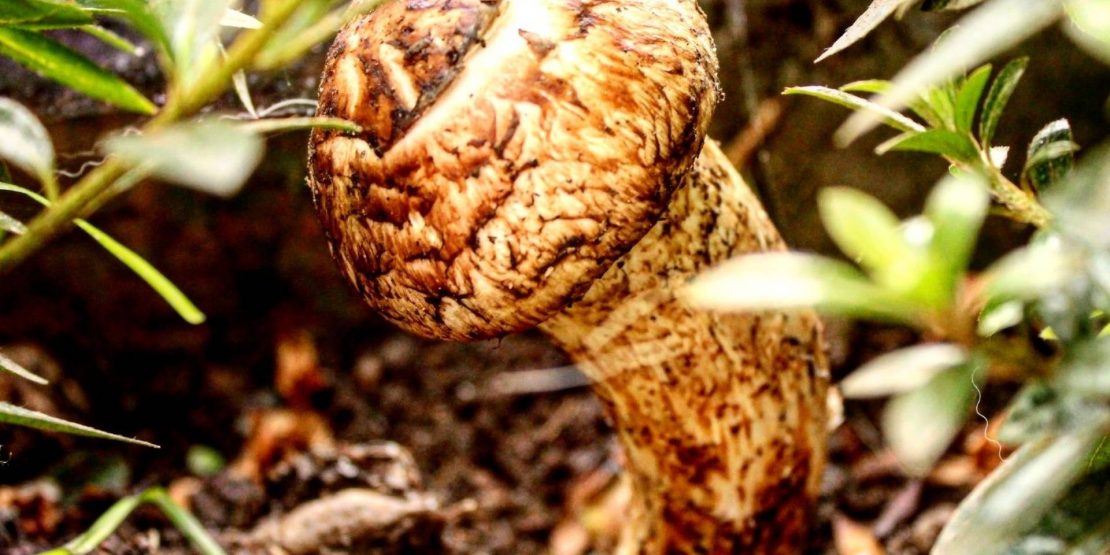 Matsutake Festival