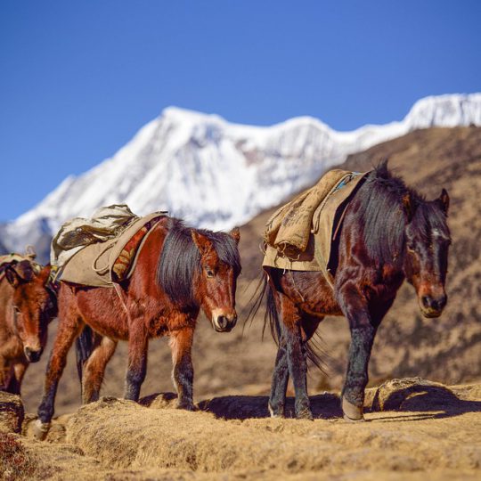 Druk Path Trek