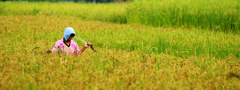 Bhutan Deep Dive — Culture, Nature & Farm Life